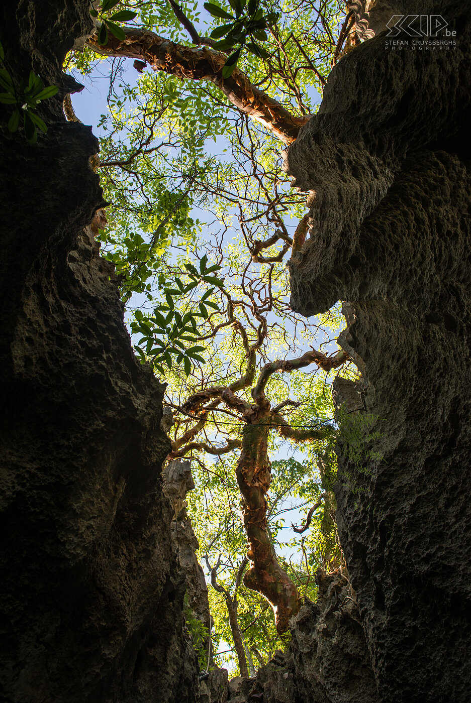 Big Tsingy - Canyon Tsingy de Bemaraha is a national park with unique limestone formations. Between the rocks and in the canyons dry deciduous forests with enormous trees can be found.  Stefan Cruysberghs